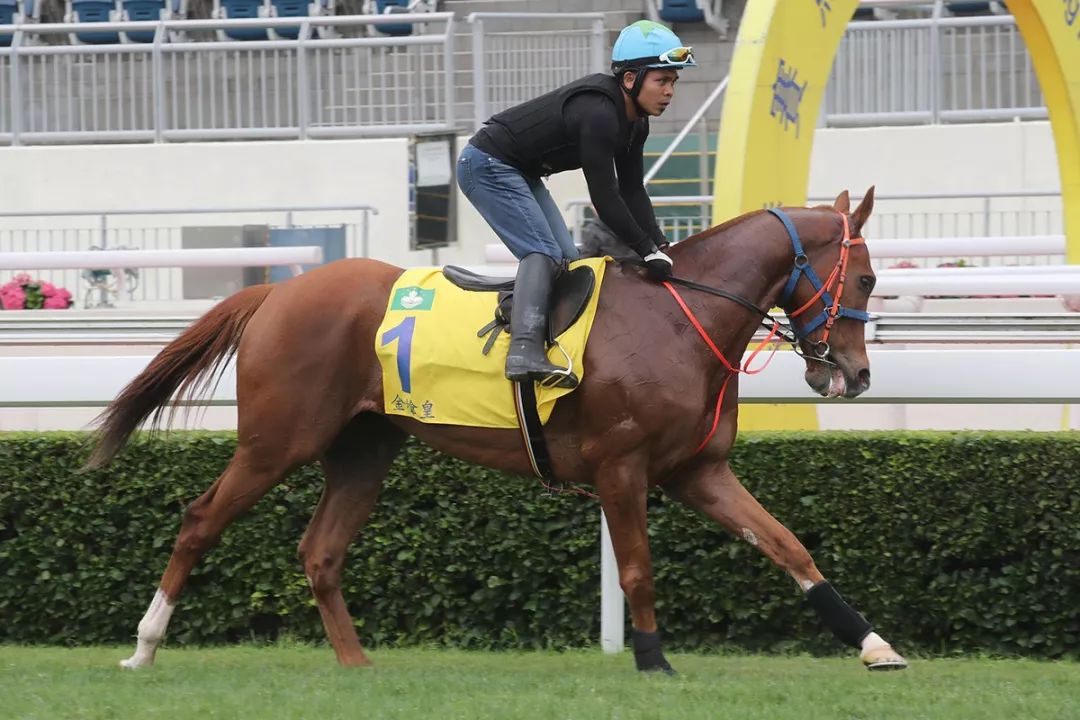 今晚澳門馬出什么特馬,今晚澳門馬會出什么樣的特馬？探索賽馬世界的神秘面紗