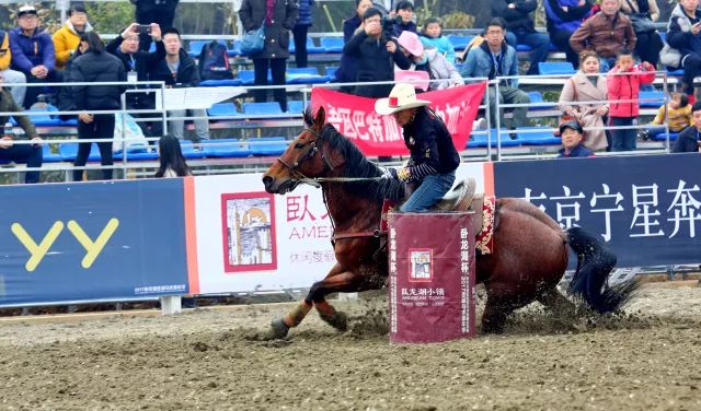 新澳今天開什么特馬,新澳今日馬術賽事前瞻，探尋特馬的風采